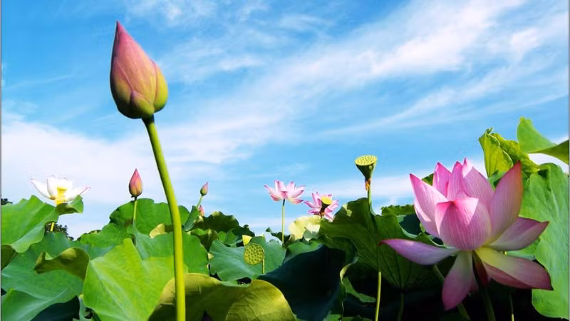 «Самым красивым в Тхапмыой являются цветы лотоса». Фото: thamhiemmekong.com