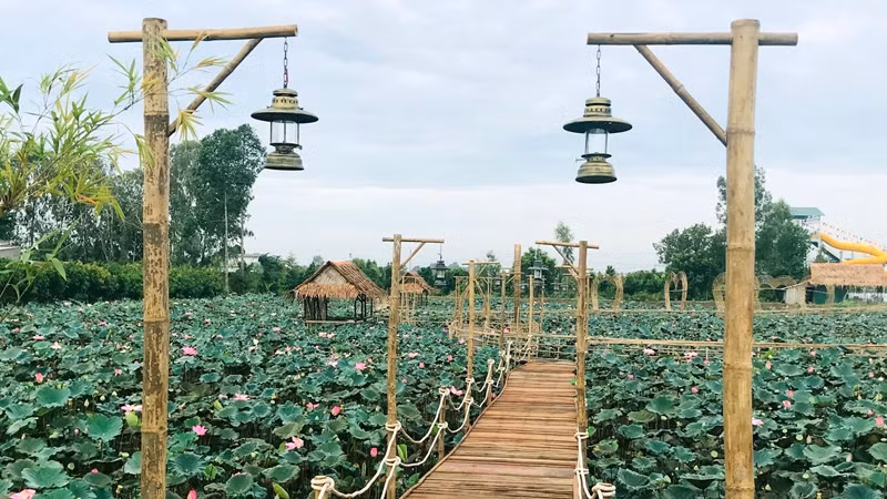 Красота лотосового пруда с цветущими цветами лотоса. Фото: thamhiemmekong.com Красота лотосового пруда с цветущими цветами лотоса. Фото: thamhiemmekong.com