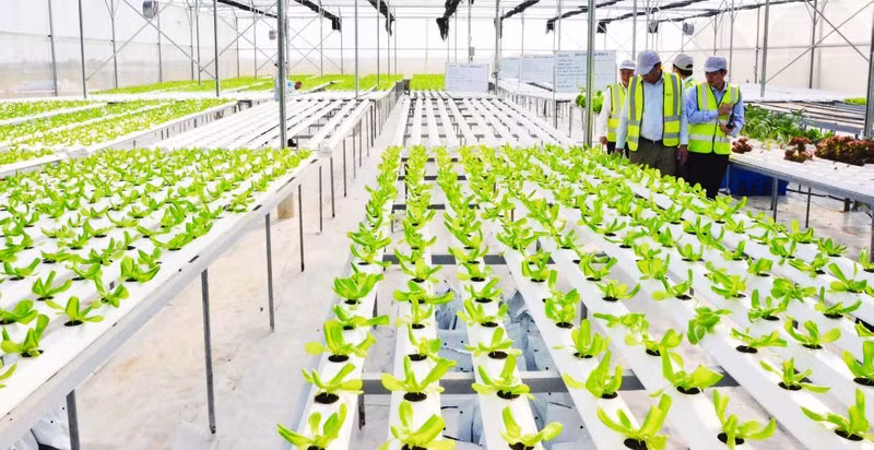 Ферма DelcoFarm в общине Нгуетдык уезда Тхуантхань провинции Бакнинь. 