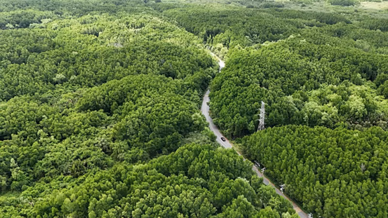 Дорога, ведущая в туристическую зону Вам Кат (коммуна Линён, уезд Канжо), утопает в зелени мангрового леса. Фото: ВИА Дорога, ведущая в туристическую зону Вам Кат (коммуна Линён, уезд Канжо), утопает в зелени мангрового леса. Фото: ВИА