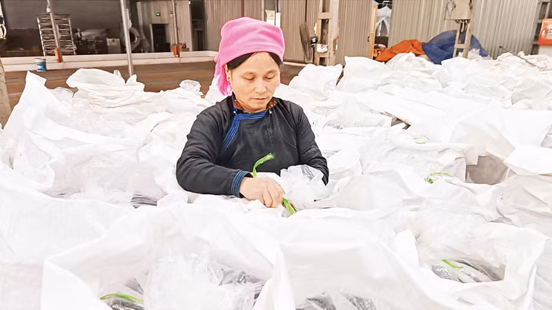 Помимо продажи кооперативам, некоторые домохозяйства самостоятельно сушат и продают сушеные чайные бутоны на периодических рынках. Помимо продажи кооперативам, некоторые домохозяйства самостоятельно сушат и продают сушеные чайные бутоны на периодических рынках.