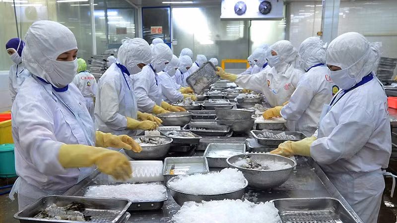 Переработка водной продукции на экспорт в АО Cafatex (провинция Хаужанг). Фото: Чан Куок