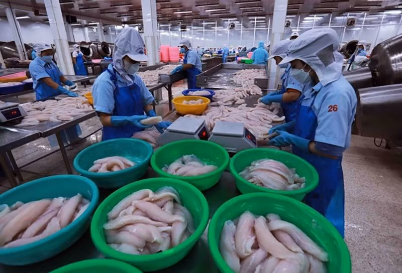 Переработка рыбных продуктов для экспорта на вьетнамском предприятии. Фото: vietnamplus.vn