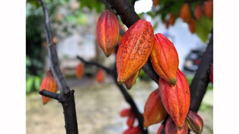 Один из ценных сортов какао, сохраняемых в акционерной компании «Azzan Cacao–Chocolate» (квартал Буонматхуот, провинция Даклак). iФото: ВИА