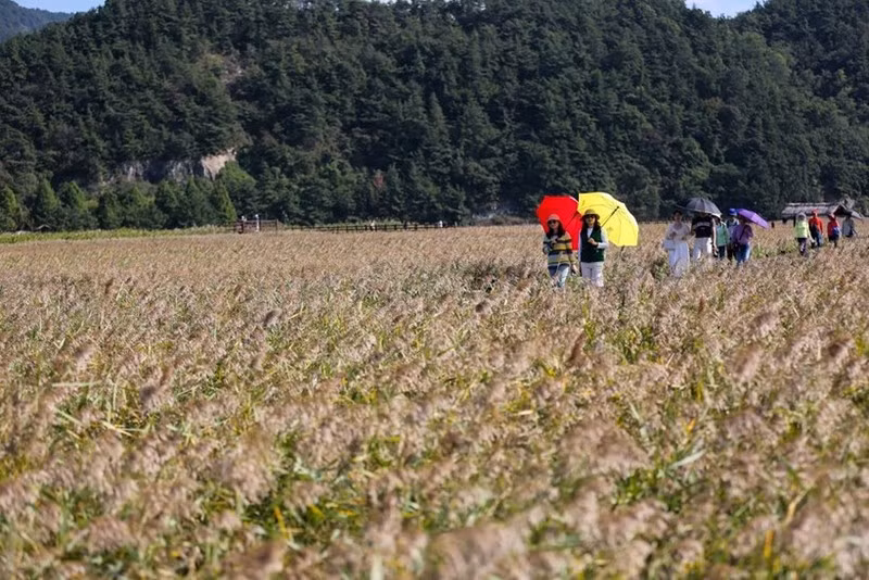Туристы посещают залив Сунчхон (Республика Корея). Фото: Синьхуа/ВИА