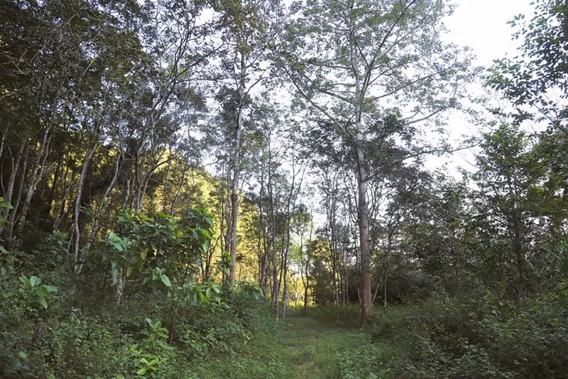 Периферийный ботанический сад Пухуонг.