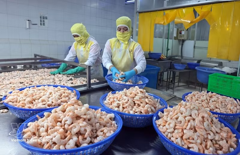 Переработка креветок на экспорт в компании Huy Nam, провинция Анзянг. Фото: ВИА