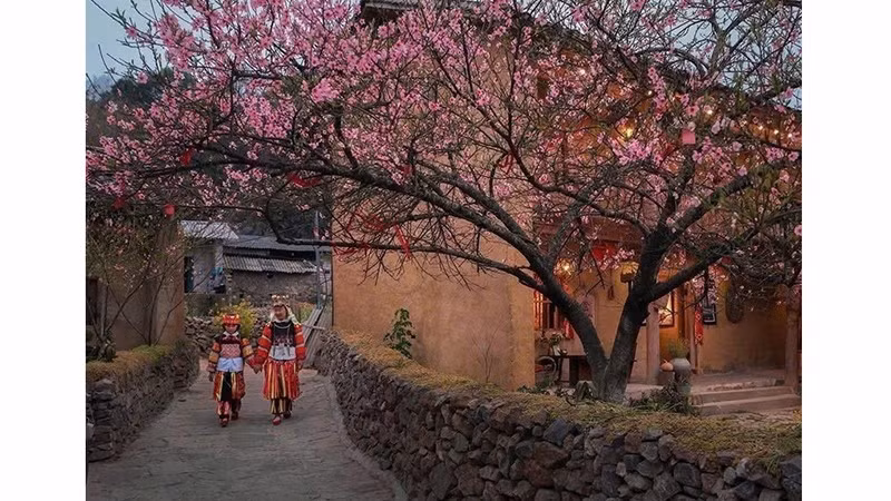  Община Лунгку весной утопает в цветении сакуры. Фото: ВИА