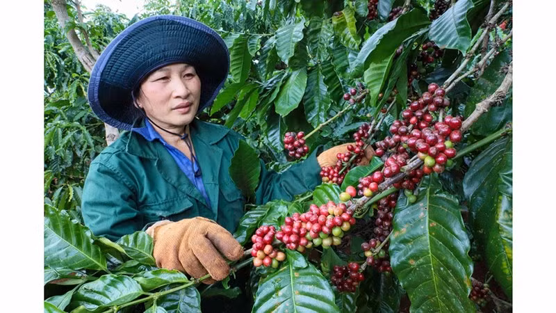 Прогнозируется, что объём производства кофе во Вьетнаме увеличится примерно на 10 % в новом сезоне. Фото: thanhnien.vn