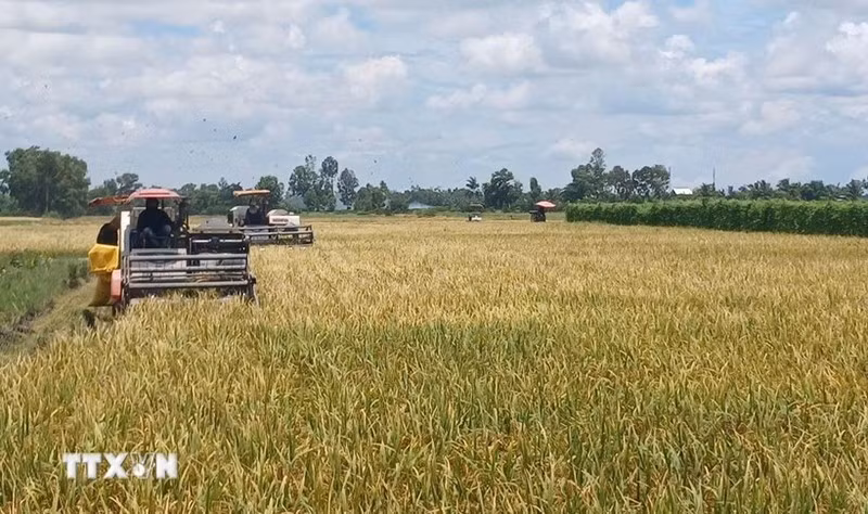 Союз фермеров Камау предложил еще больше усилить роль фермеров в индустриализации и модернизации сельского хозяйства и сельских районов, чтобы достичь национальных целей на 2025–2030 годы с перспективой до 2045 года. Иллюстративное фото: ВИA