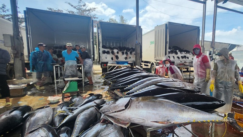 Торговцы покупают тунец в порту Тамкуан (провинция Зялай). 