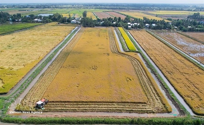 Рисово-креветочные хозяйства в деревне Ньуикам общины Виньлок провинции Камау вступают в сезон уборки урожая. Фото: ВИА