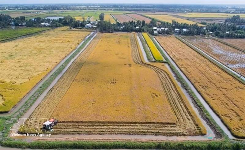 Рисово-креветочные хозяйства в деревне Ньуикам общины Виньлок провинции Камау вступают в сезон уборки урожая. Фото: ВИА