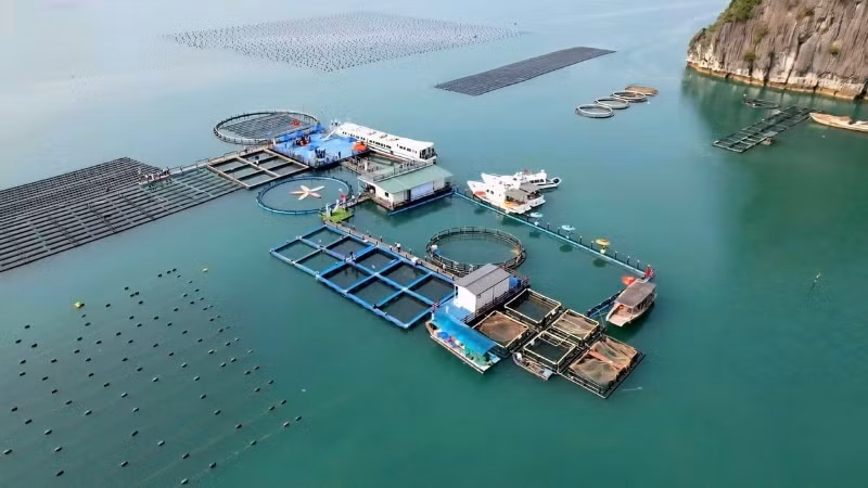 Высокотехнологичная морская аквакультурная ферма корпорации STP в Вандоне, провинция Куангнинь. Фото: Нгуен Тхань