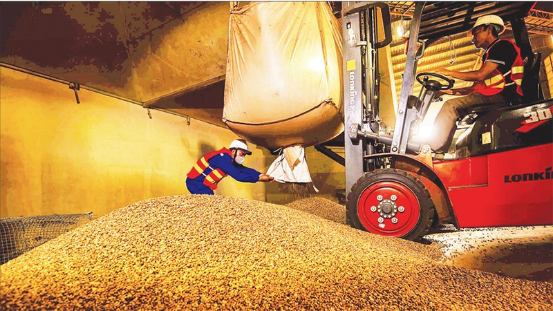 Переработка кофе на экспорт в компании Simexco DakLak. Фото: Минь Ань