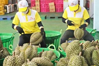 Экспорт дуриана – яркая точка на картине экспорта сельских продуктов. 