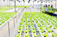 Ферма DelcoFarm в общине Нгуетдык уезда Тхуантхань провинции Бакнинь. 