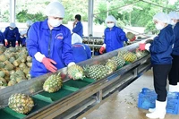 Переработка ананасов на заводе АО «Донгжао» (провинция Ниньбинь). Фото: Дык Ань