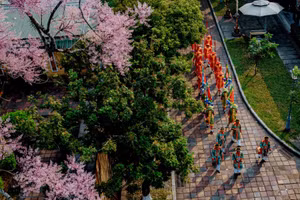 Хюэ завораживает в сезон цветения дерева нгодонг