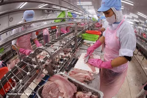 Переработка филе пангасиуса на экспорт. (Фото: ВИА)