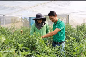 Нгуен Вьет Ты (справа) вместе с техническим специалистом кооператива осматривает плантацию острого перца, подготовленного к сбору урожая для экспорта в страны Европы. (Фото: ВИА)