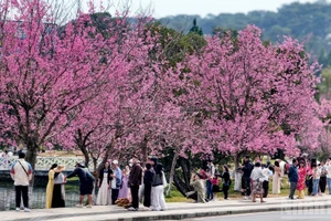 [Фото] Далат в упоительных красках цветения вишневых деревьев