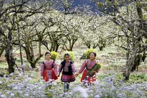 С приходом весны сливовые долины Мокчау покрываются сплошным белым цветом. (Фото: Иллюстрированный журнал Вьетнама)