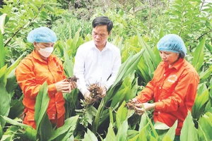 Модель выращивания куркумы как способ выхода из бедности в высокогорных общинах Миньнгок и Миньшон провинции Туенкуанг. (На фото: технический специалист сельскохозяйственно-лесного кооператива комплексного профиля «Нгокшон» проверяет качество корней куркумы перед сбором урожая и переработкой; Фото: Кхань Тоан)