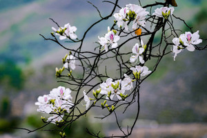 Цветение бановых деревьев украшает горный город Дьенбьен