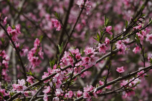 Цветы колокольчатого персика на вершине горы Бана