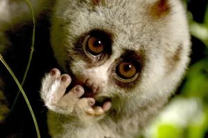 По данным RTBF, охраняемые и труднодоступные районы являются местом обитания одних из самых редких животных в мире. (Фото: RTBF)