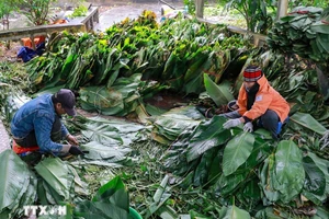 Пучки ярко-зелёных листьев зонг тщательно отбирают, моют и аккуратно раскладывают, подготавливая к этапу заворачивания бань чынг. (Фото: ВИА)