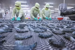 Заморозка продукции из чёрной тигровой креветки для экспорта на заводе корпорации морепродуктов «Минь Фу», провинция Камау. (Фото: ВИА)