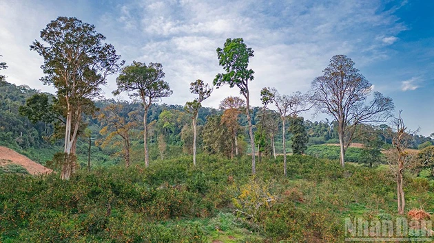 [Фото] Сезон золотых органических фруктов под пологом великого леса Мангден