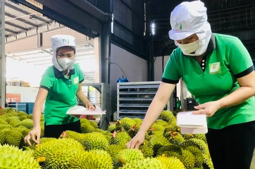 Дуриан - экспортный продукт с высокой добавленной стоимостью, способствующий повышению стоимости сельскохозяйственного сектора. Фото: ВИА