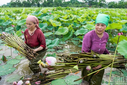 Лотосовые поля – источник сырья для производства лотосового волокна – способствуют повышению экономической эффективности сельскохозяйственного производства.