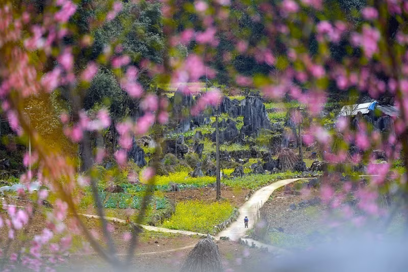 Цветущие персики еще больше подчеркивают яркое очарование карстового плато Донгван. Фото: ВИA