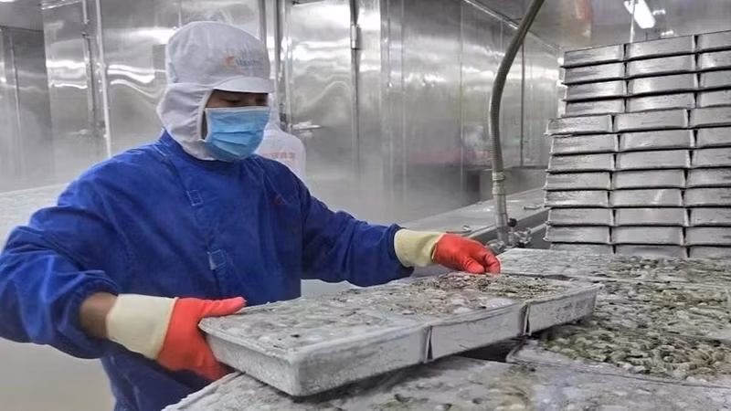 Рабочий обрабатывает креветки для экспорта на компании Минь Фу в провинции Камау. Фото: ВИА