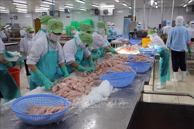 Рабочие обрабатывают рыбу для экспорта. Фото: ВИA