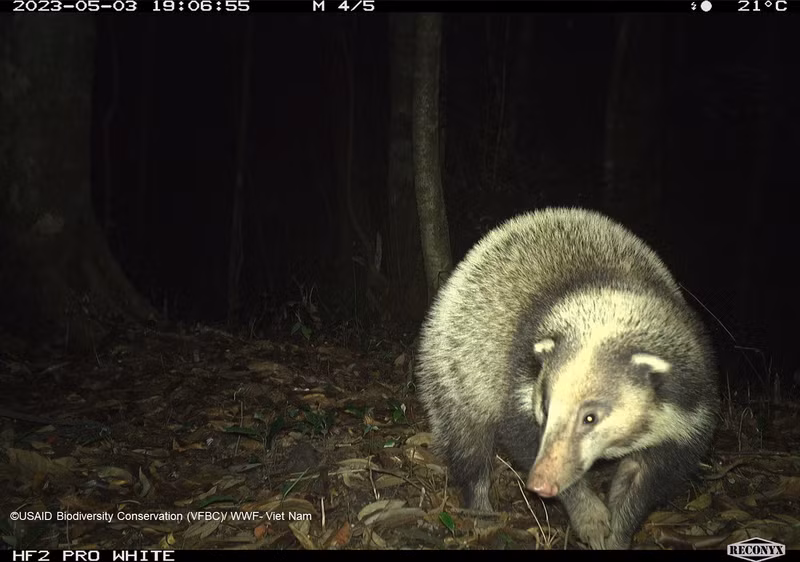 Фотоловушки в национальном парке Вукуанг поймали барсука (Arctonyxcollis) в 2023 году.