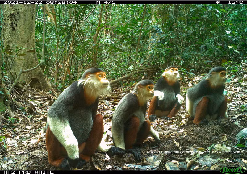 Кадры диких животных с фотоловушек