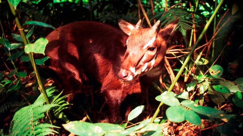 Вьетнамская саола. Фото: WWF