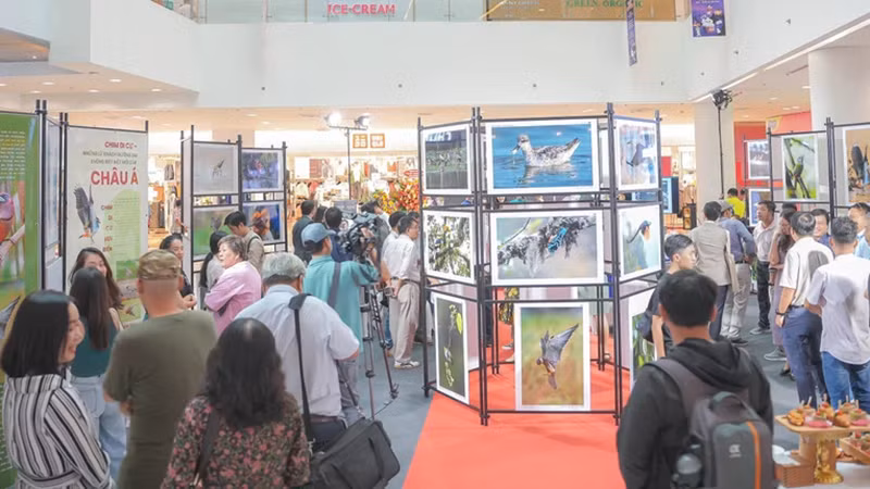 Выставка «Дикие птицы Вьетнама» открыта по 19 октября. Фото: Ким Лиен