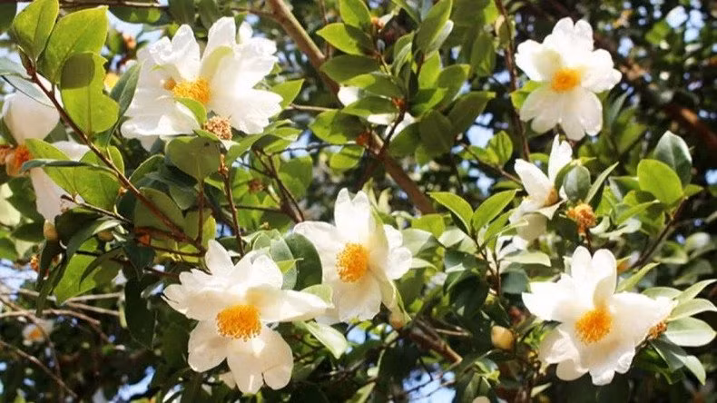 Фестиваль «Камелия масличная» состоится в декабре 2023 года.