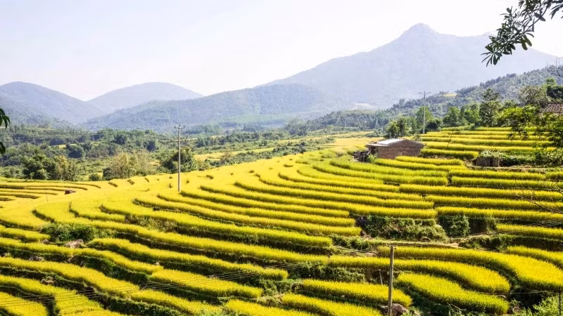 Террасные рисовые поля в Биньлиеу.