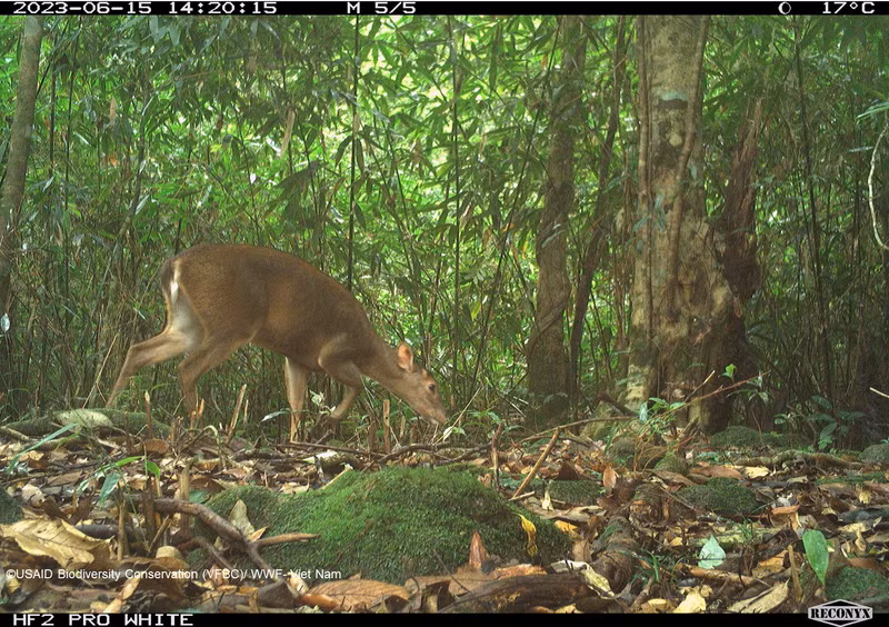 Гигантский мунтжак (Muntiacus vuquangensis) был сфотографирован фотоловушкой в национальном парке Вукуанг в 2023 году.