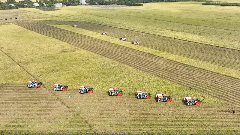 Вьетнам прилагает огромные усилия по постоянному улучшению качества экспортируемого риса. Фото: Минь Ха