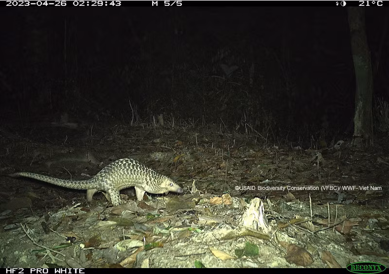 Панголин (Manis spp.), пойманный в фотоловушку в национальном парке Шонгтхань в 2023 году.