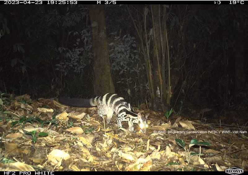 В 2023 году фотоловушки в национальном парке Вукуанг запечатлели цивету оустона (Chrotogale owstoni).