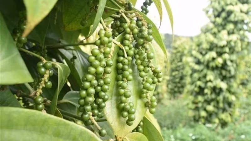 Экспорт перца из Вьетнама достиг почти 500 миллионов долларов США. Фото: ВИА